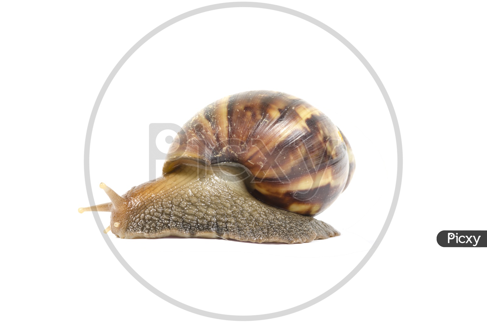 Image Of Garden Snail On White Background With Clipping Path No4986 Picxy