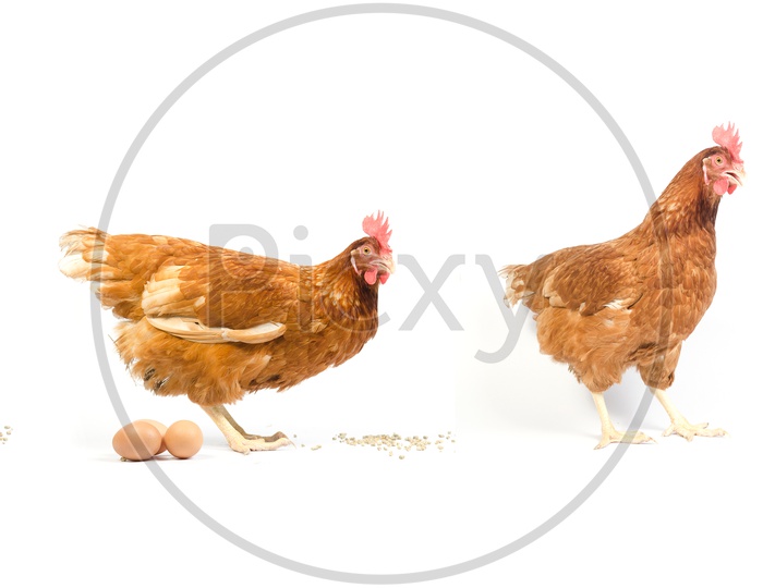 Illustration of Brown Hen With Eggs On an Isolated White Background