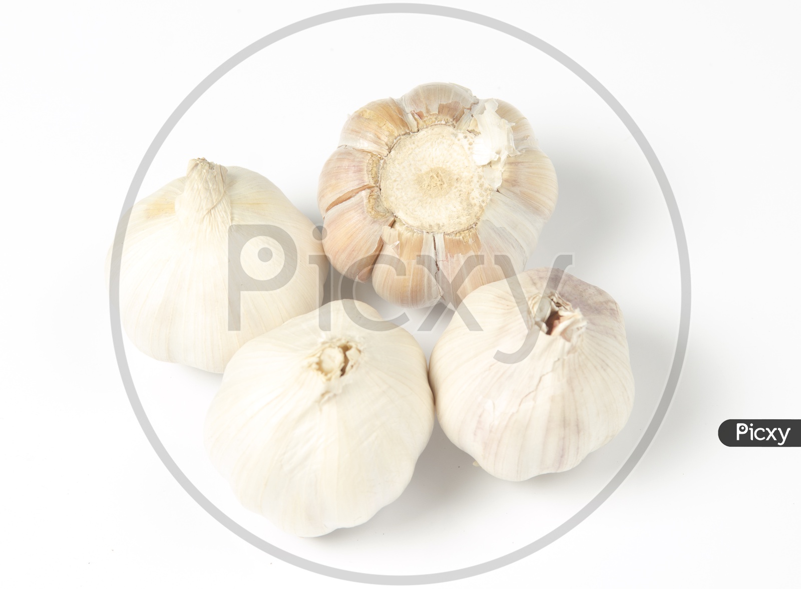 Garlic head detail isolated on white background