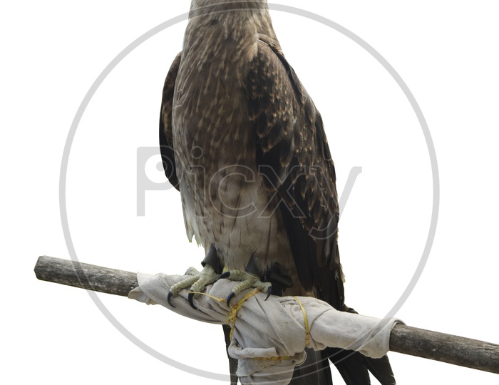 Falco Bird isolated on white background