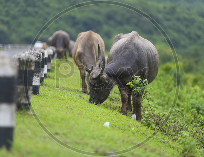 A Group of buffalo grazing in Thailand Field