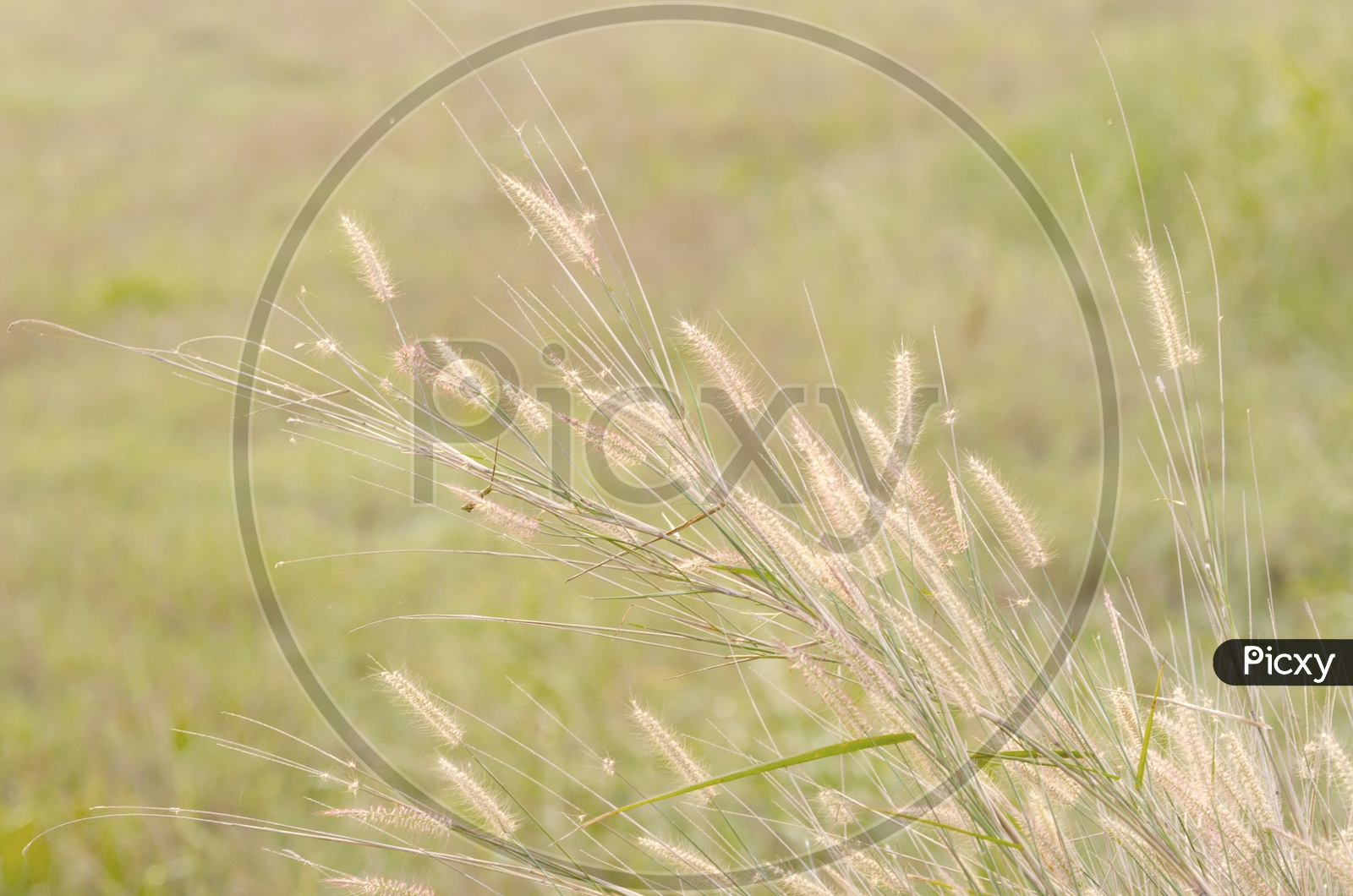 Silver Grass In Summer On The Fields of  Sam Khok National Park , Pathum , Thailand