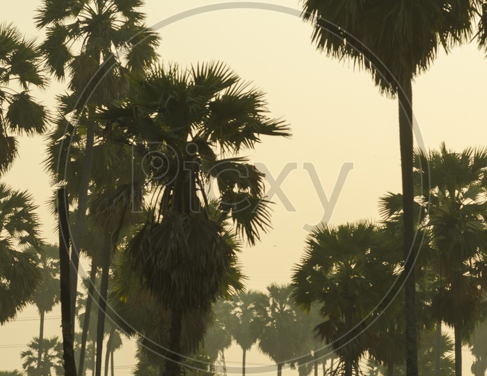 Bali Palm trees in tropical forest during sunrise