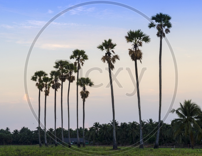 palm trees on the background of a beautiful sunset