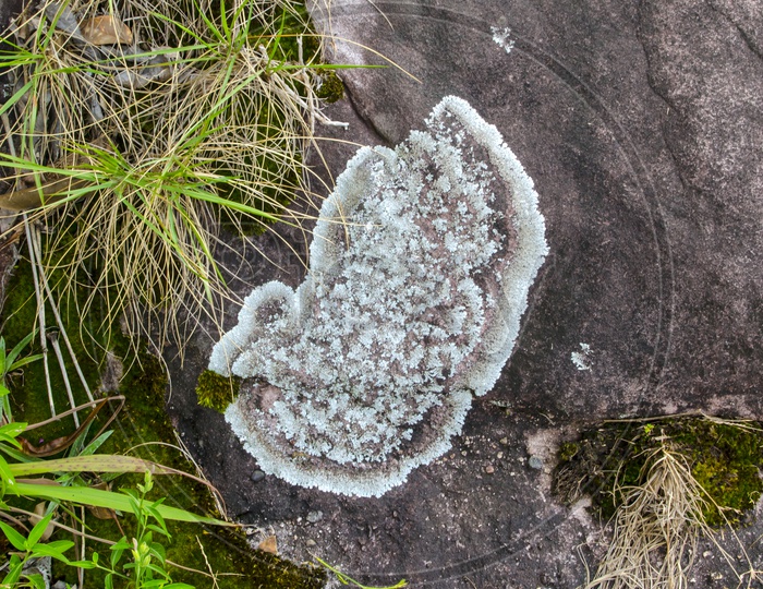 Close up of Lichen texture