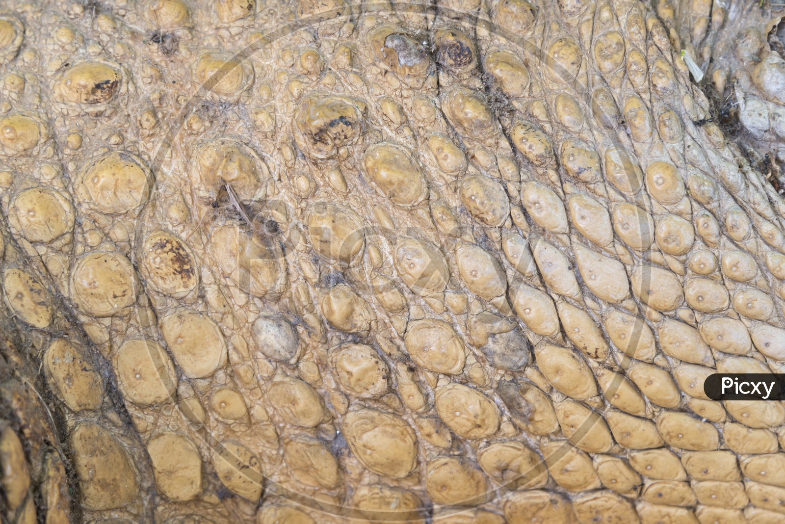 Closeup of Crocodile skin texture