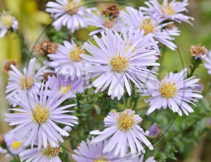 American Asters Or Purple Aster Flowers Growing in a Garden
