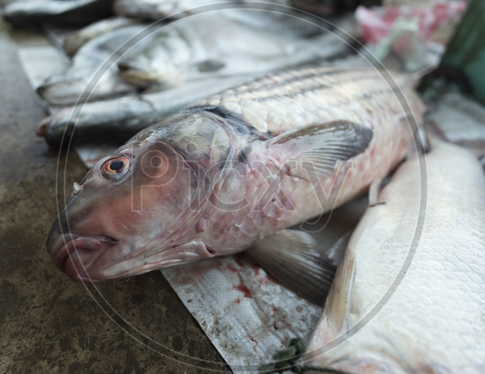 Fresh water fishes at local market in Laos