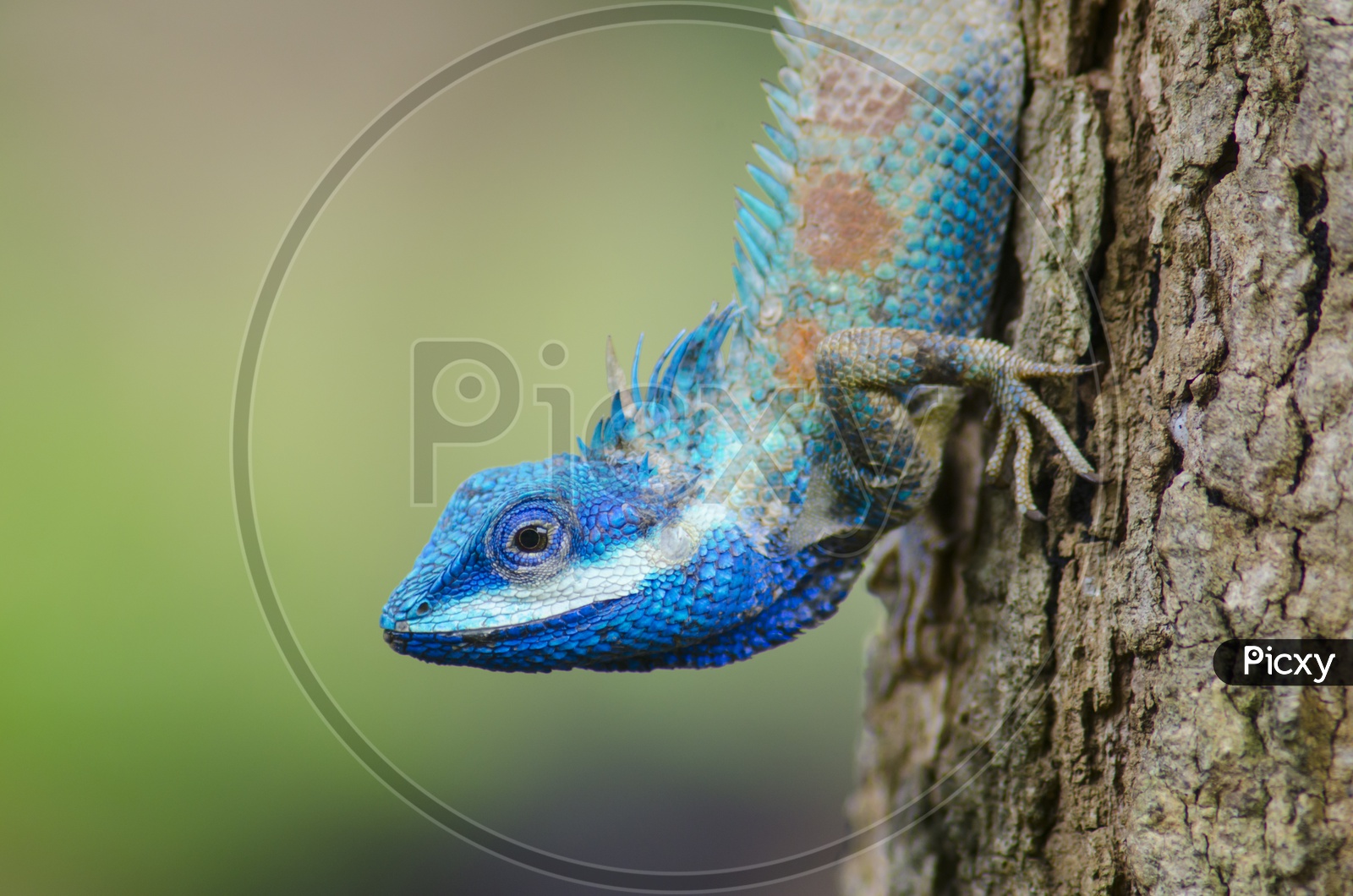 Blue Lizard with big eyes in close up