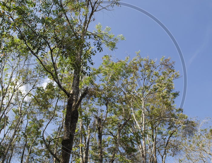 Tree Canopy With Over Bright Sky  At Khao Yai National Park, Thailand