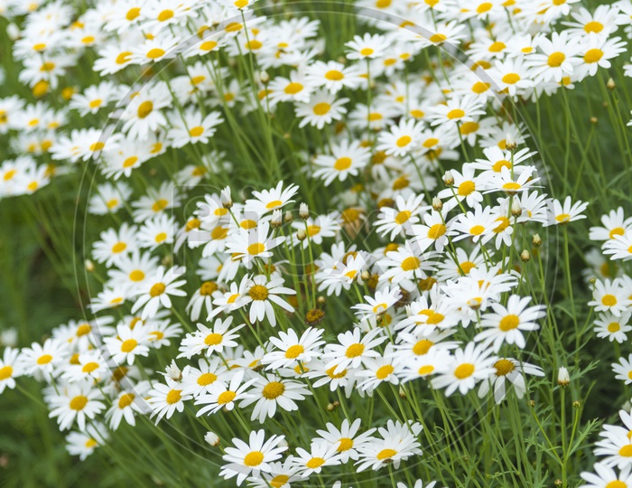 Beautiful Daisy Flowers in a Garden