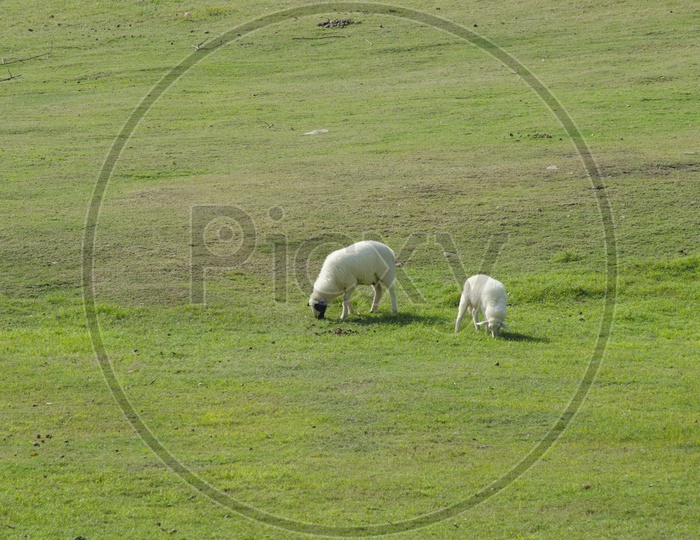 View of Two Sheep grazing  in South island, New Zealand.