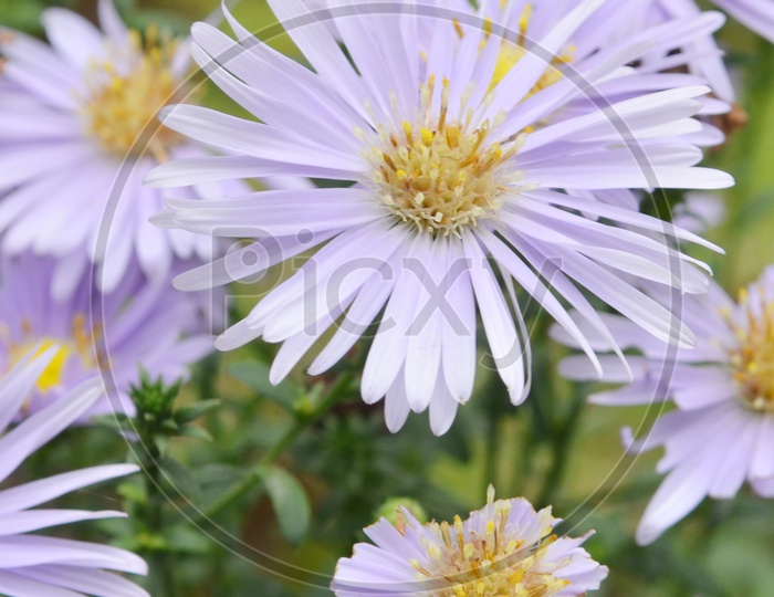 American Asters Or Purple Flowers Closeup Forming a background
