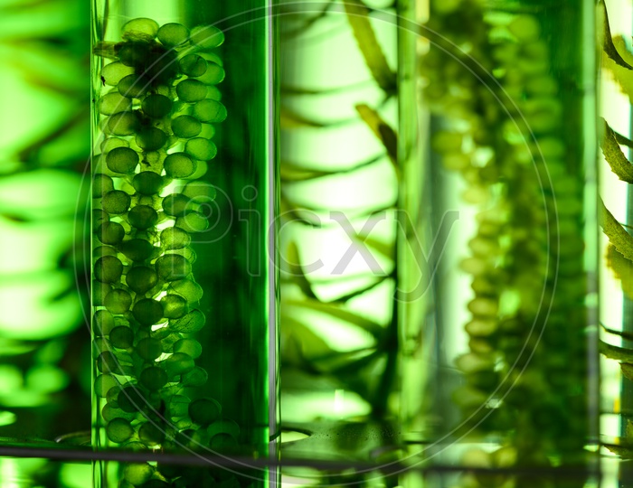 Texture of algae in the glassware in Thailand