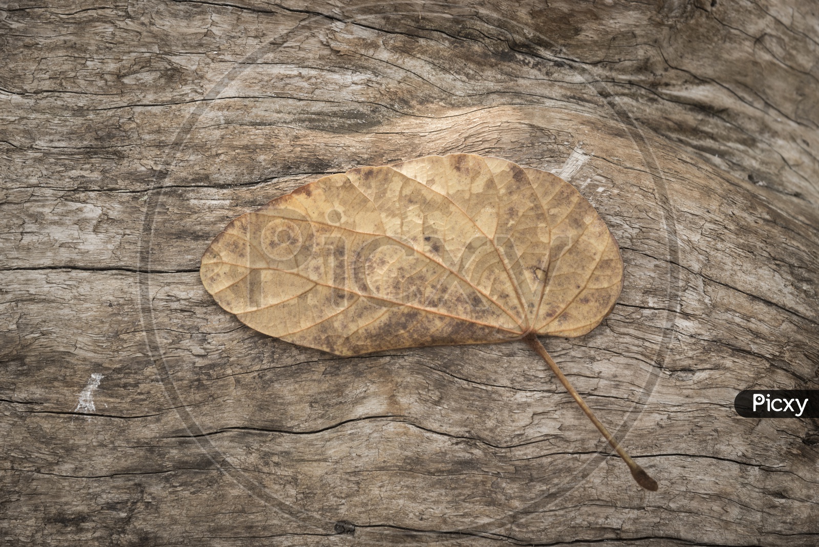 A gold colour leaf on the wood