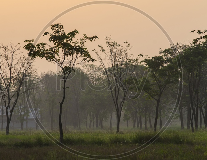Trees by the agriculture field during Sunset in Thailand