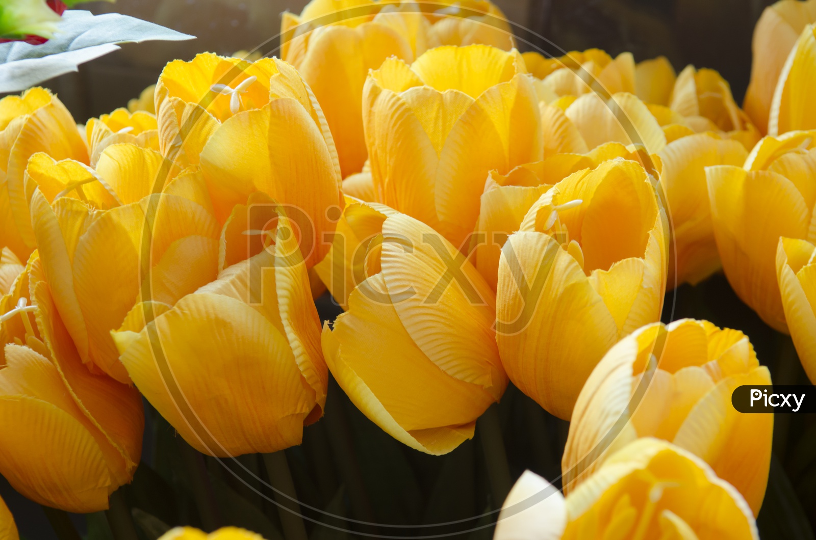 Bunch of Thai Yellow tulips