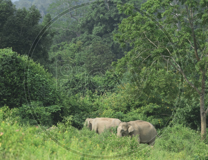 Landscape of Wild Asian elephants in the Thailand tropical forest