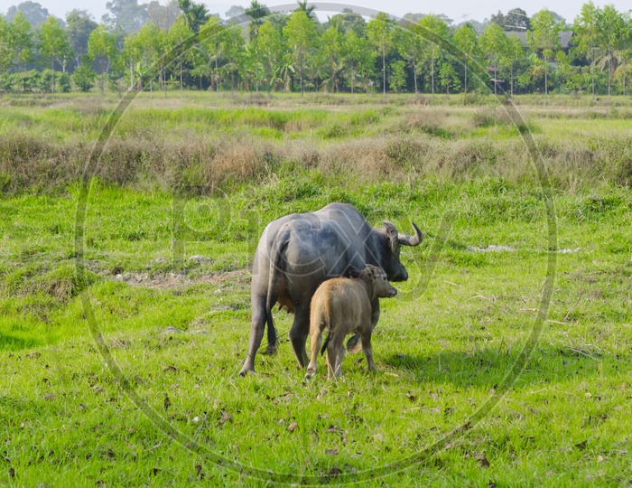 Water buffalo with Calf in a Agriculture Field, Thailand