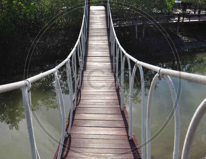 Wooden Bridge In Mangrove Forest With Cables Suspended