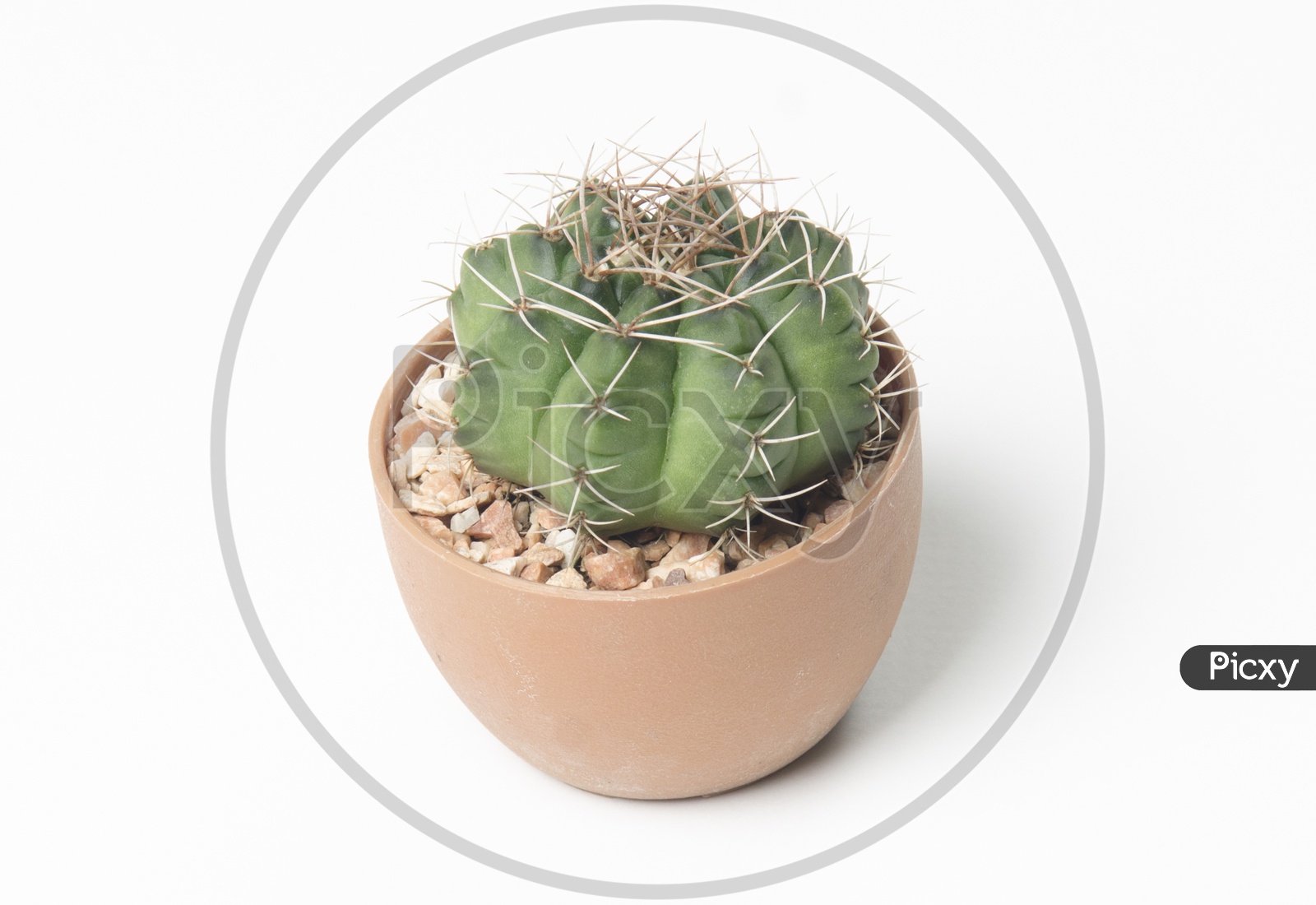 A Small cactus plant pot