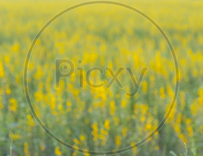 yellow flower field in Thailand