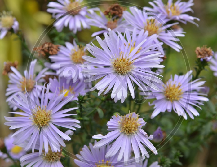 American Asters Or Purple Aster Flowers Growing in a Garden