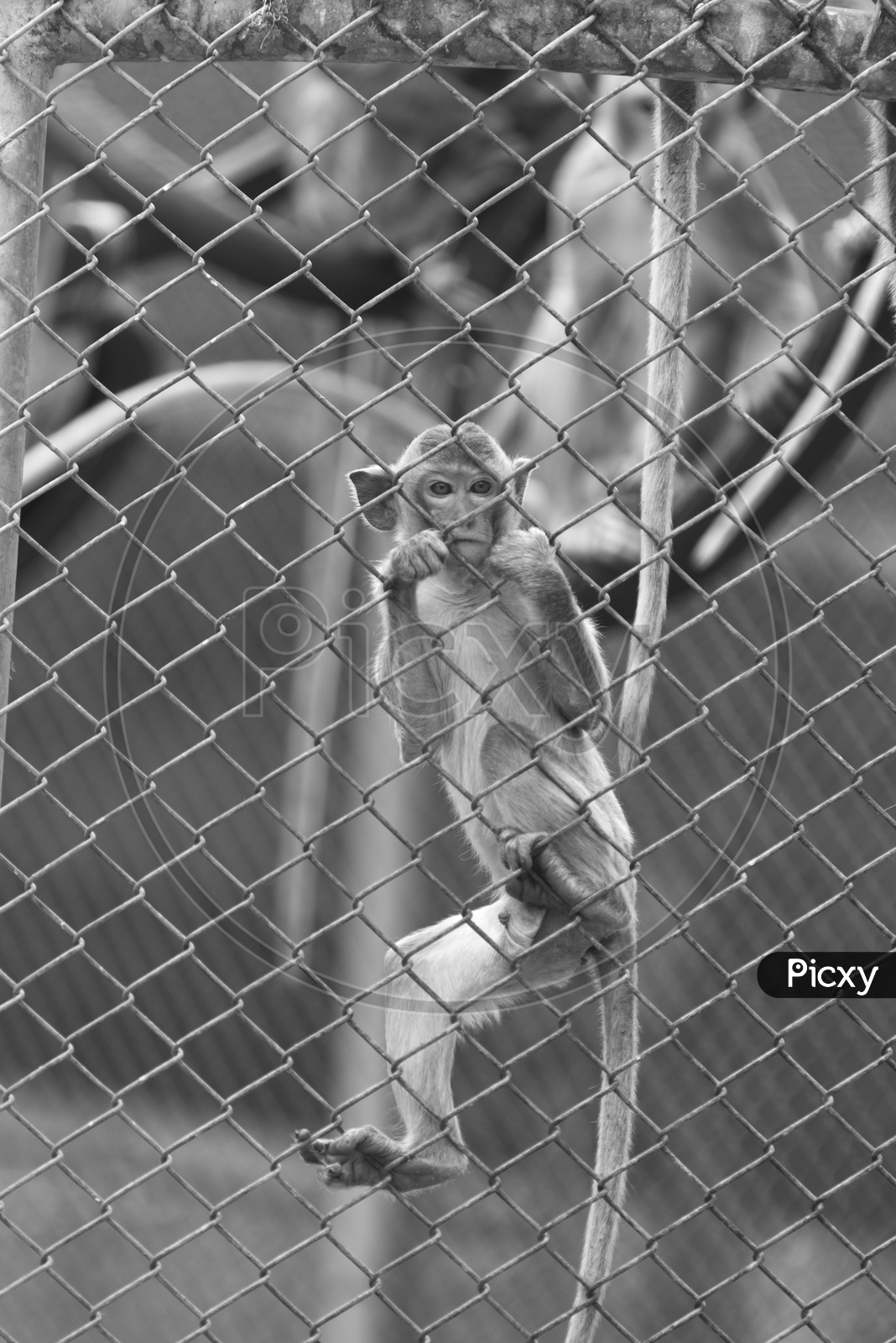alone monkey in cage