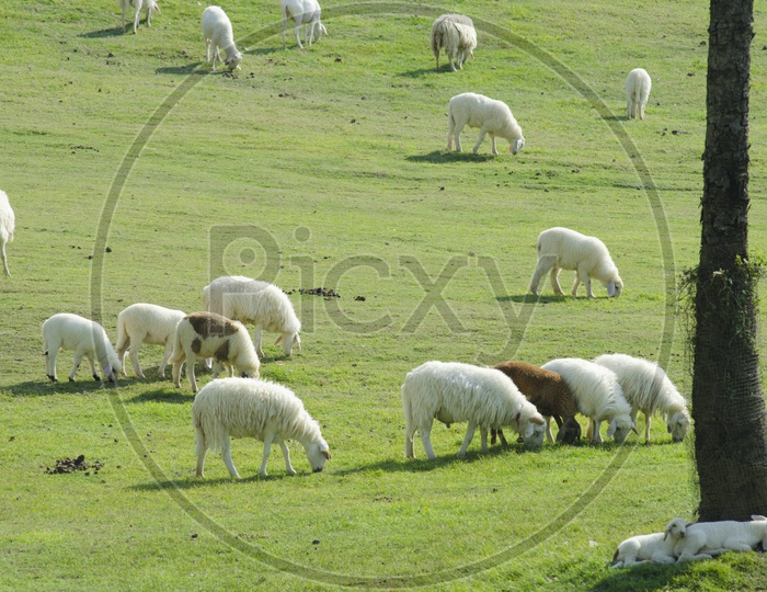 A Sheep farm in South island, New Zealand.