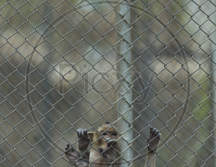 Wildlife Monkeys in cage, Thailand