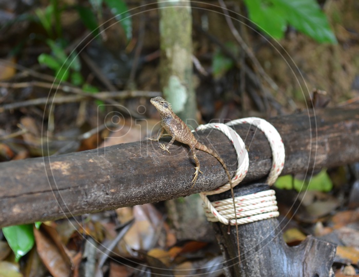 Garden Lizard On A Wooden Log  in Khao Yai National Park, Thailand