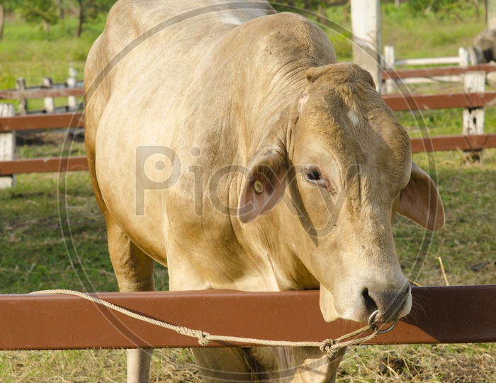 Cow in the Thailand field