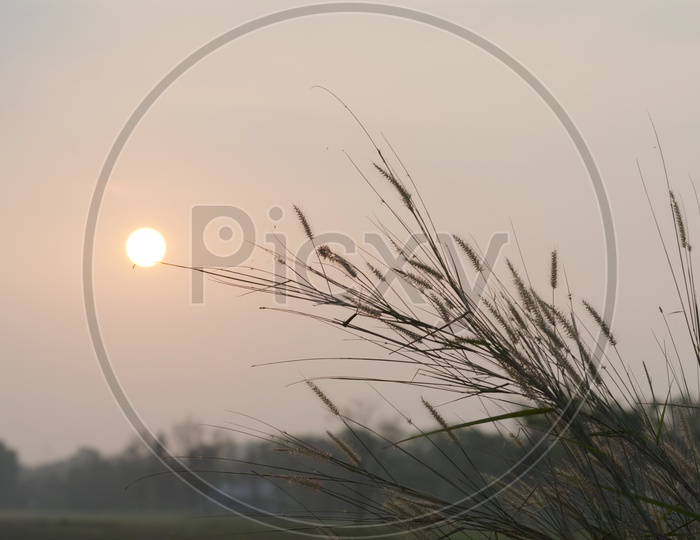 Silver Grass Sunset Sun  Background In Summer On The Fields of  Sam Khok National Park , Pathum , Thailand