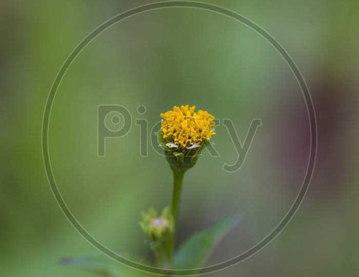 A Marigold flower bud