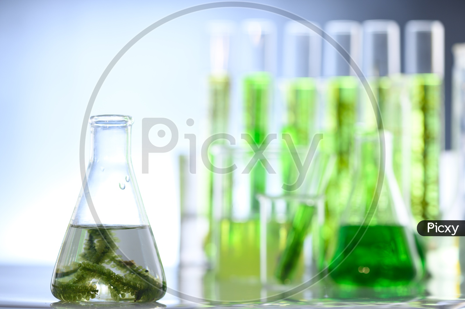 Photobioreactor algae fuel research in Thailand