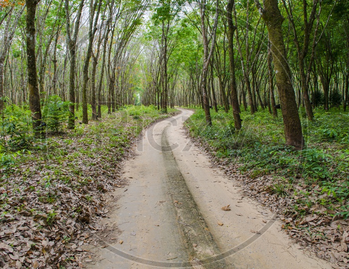 Roads Between Rubber Plantations With Trees On Both Sides