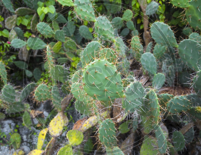 Thrones of Cactus Plant