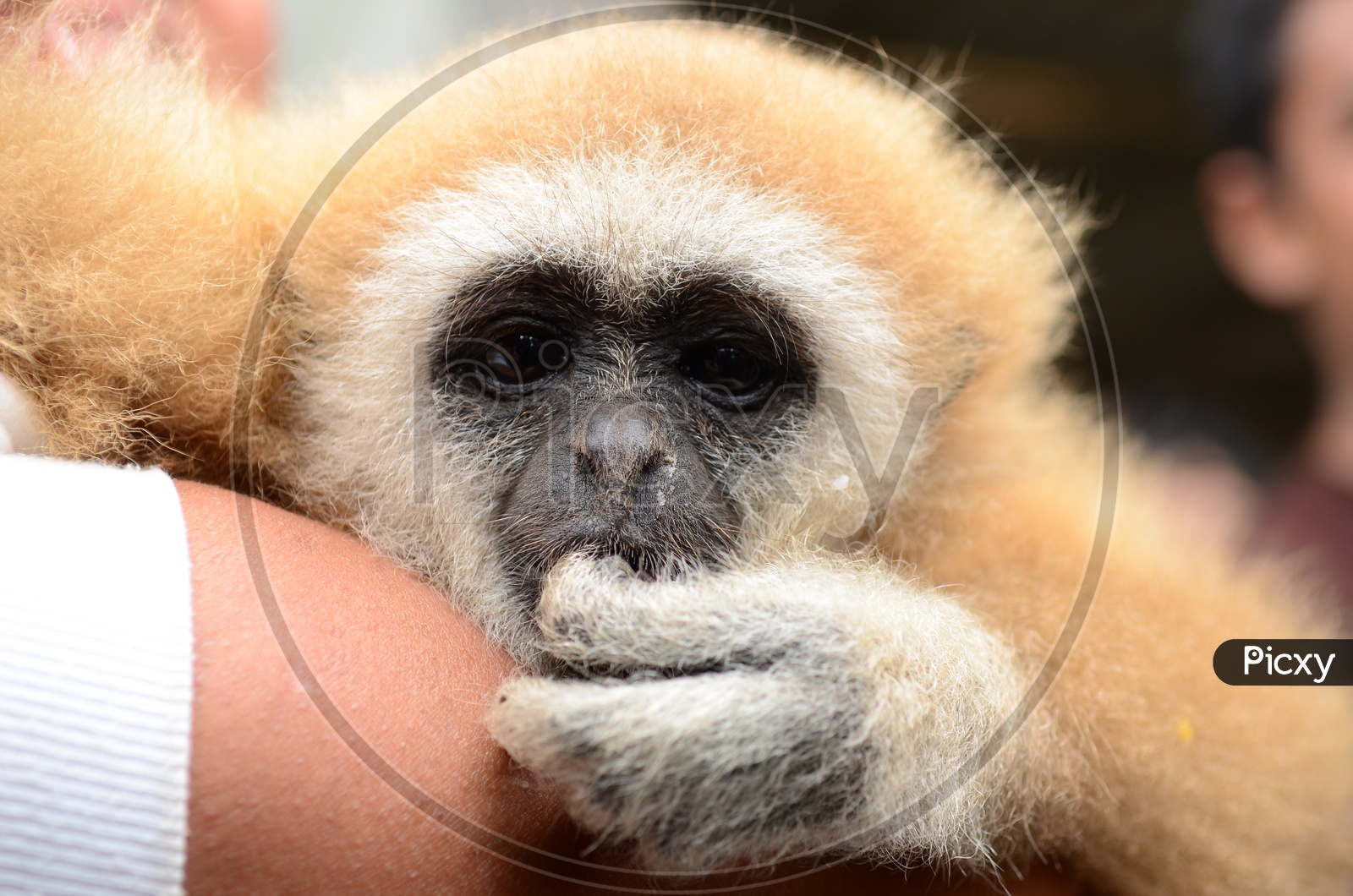 Gibbon monkey face close up