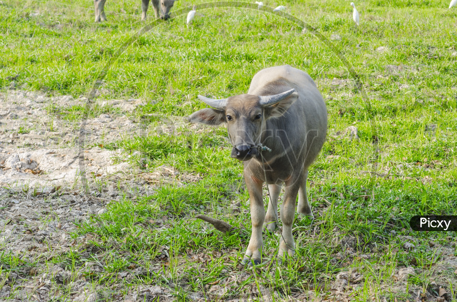 Water Buffalo in Agriculture Fields, Thailand