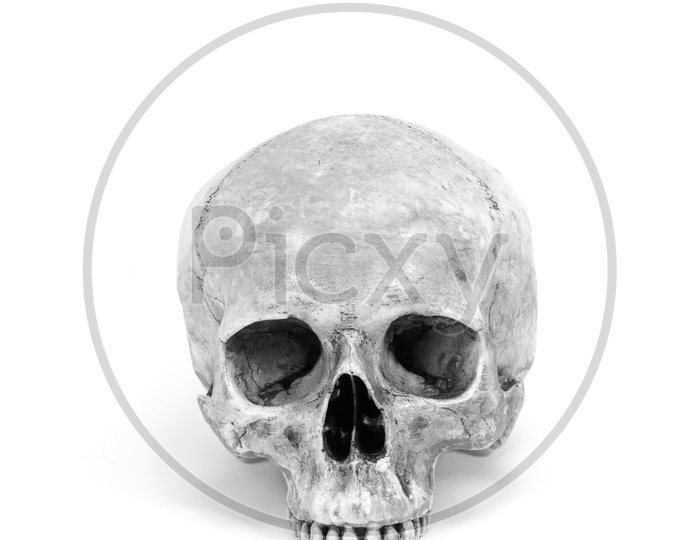 Human Skull Isolated On White Background