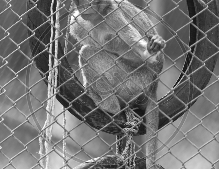 Alone monkey in cage
