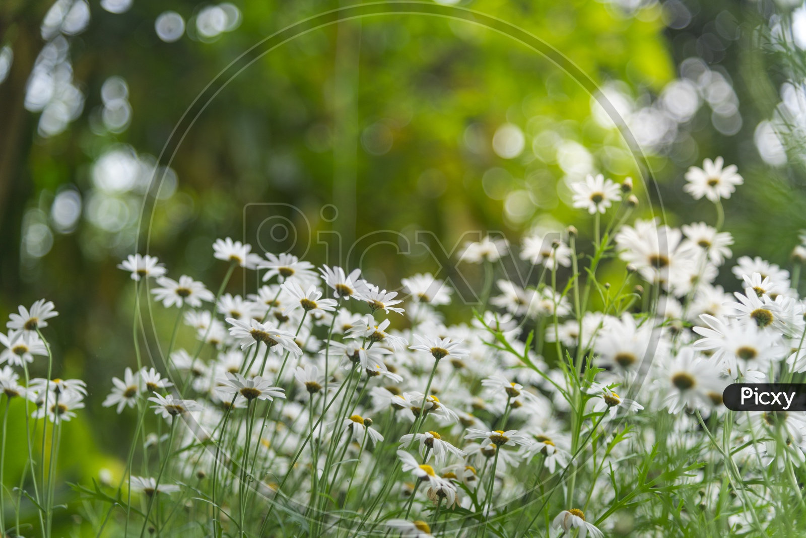 White Daisy flowers in garden with sun light
