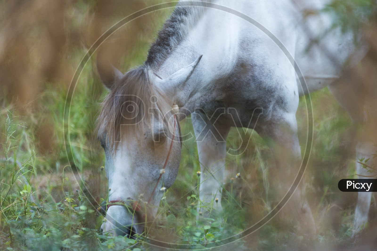Closeup Shot of Horse Grazing in the Field