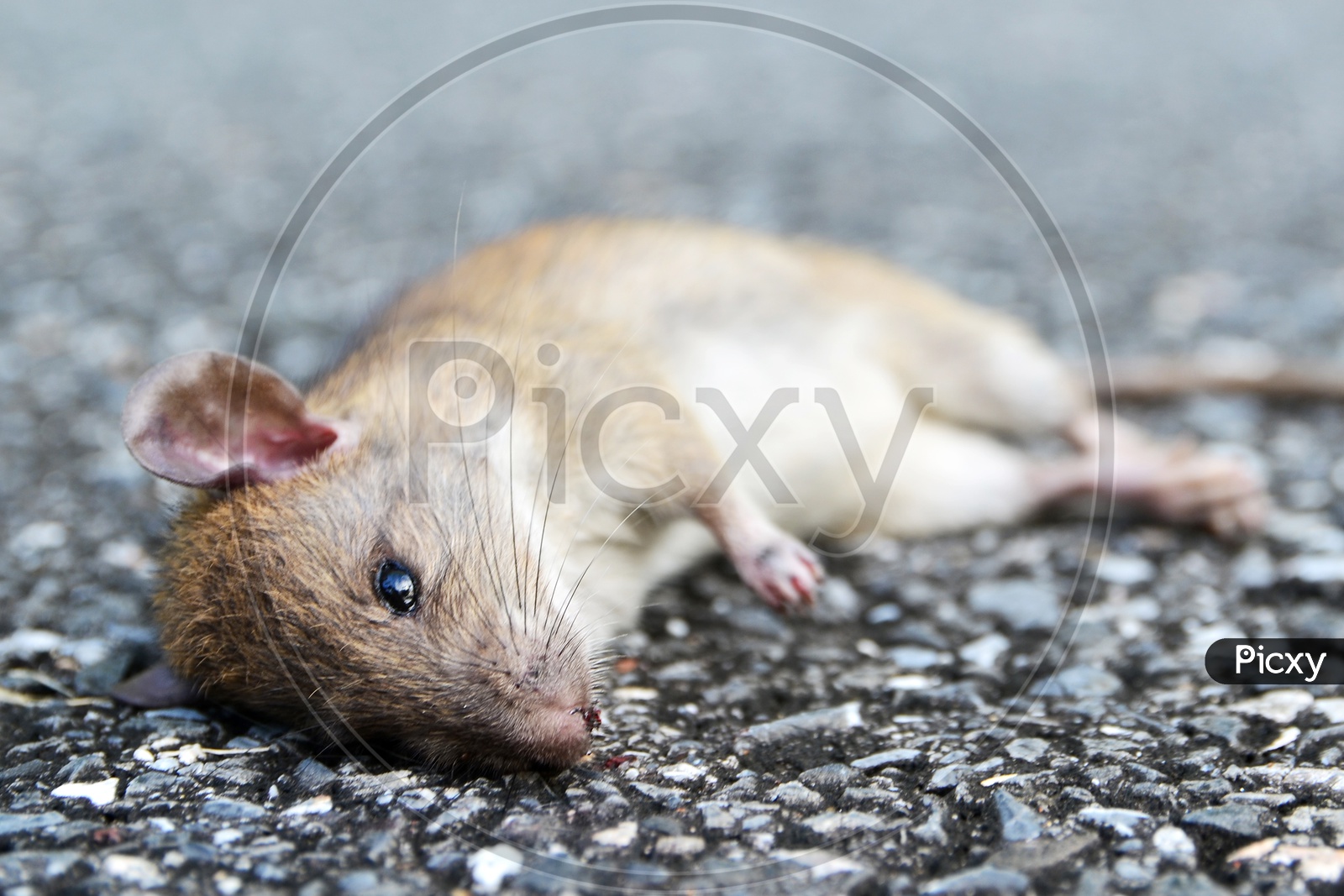 A Dead Mouse on the Thailand road