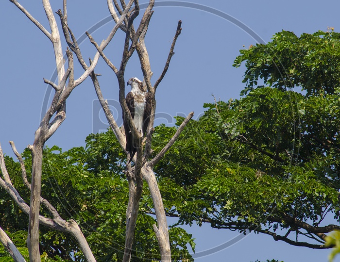 An Osprey on the tree
