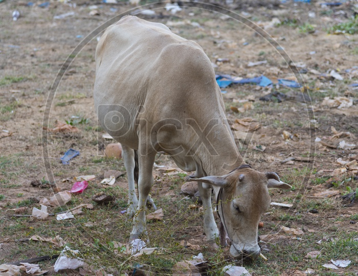 A Thailand Cow eating trash from landfill