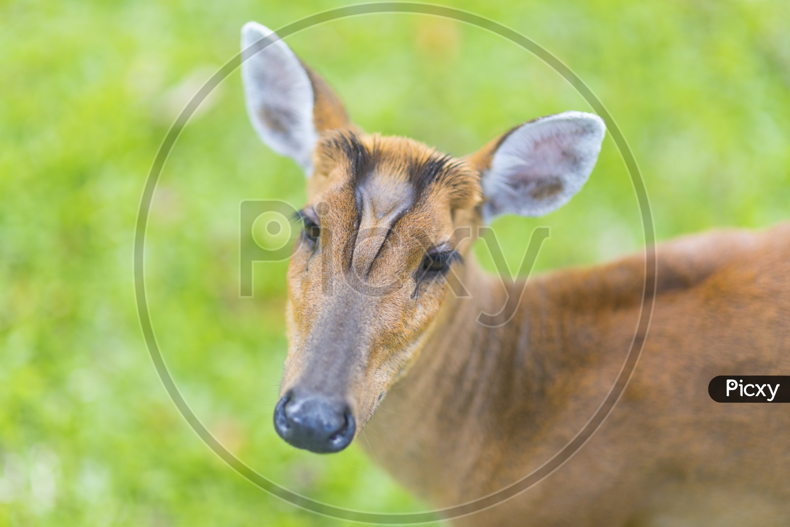 Closeup of fea's barking deer's head in Khao Yai National Park, Thailand
