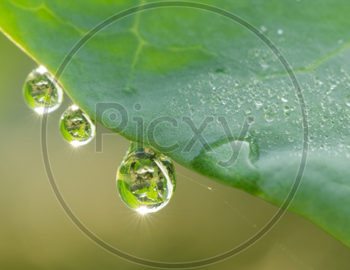 Closeup of Water-drops on green leaf