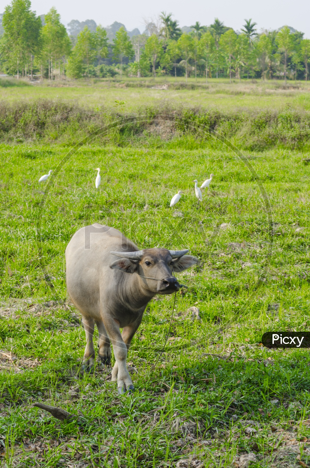 Water buffalo in a Agriculture Field, Thailand