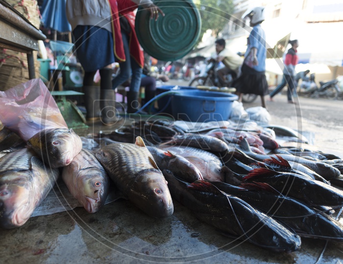 Fresh water fishes in a local market, Laos